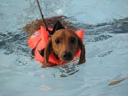 dog swimming safety